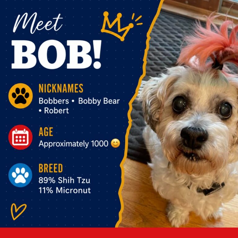 K9 King - Bob 2