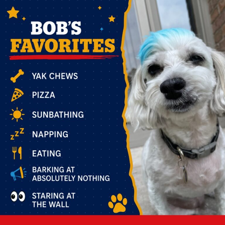 K9 King - Bob 3