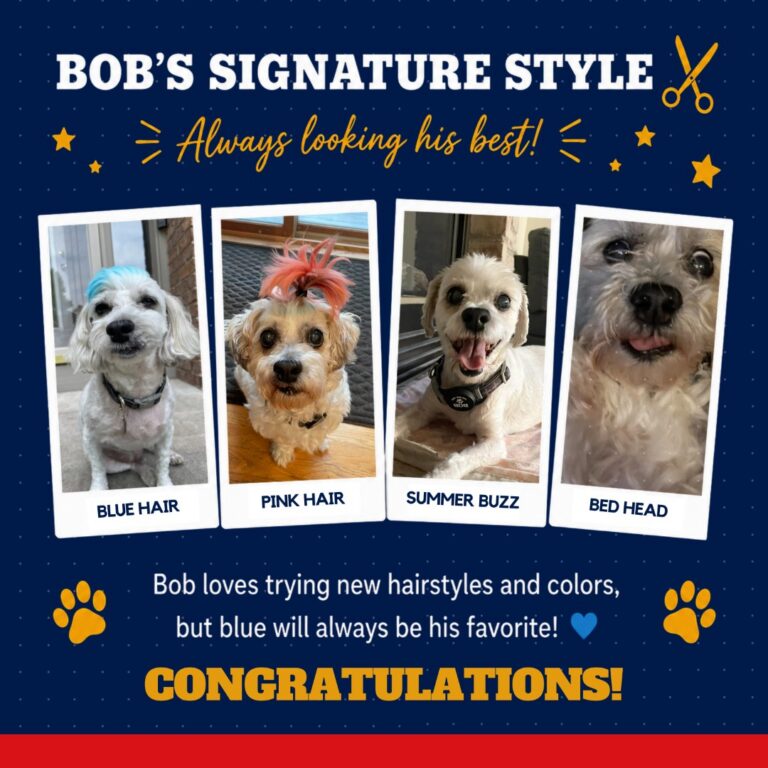 K9 King - Bob 6