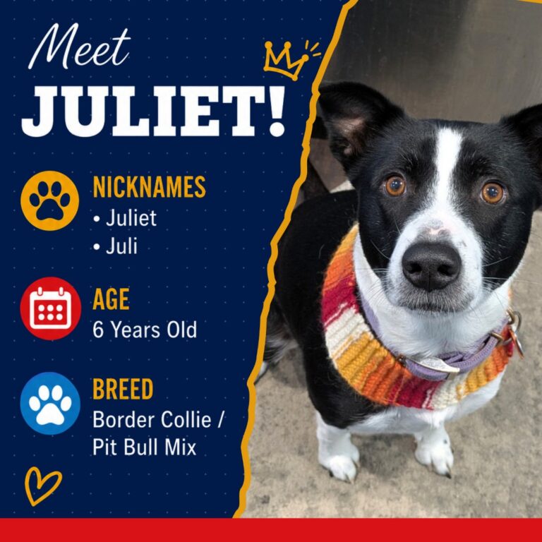 K9 Queen - Juliet 2