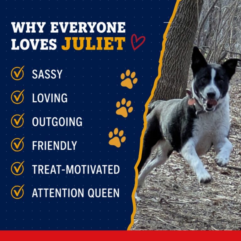 K9 Queen - Juliet 4