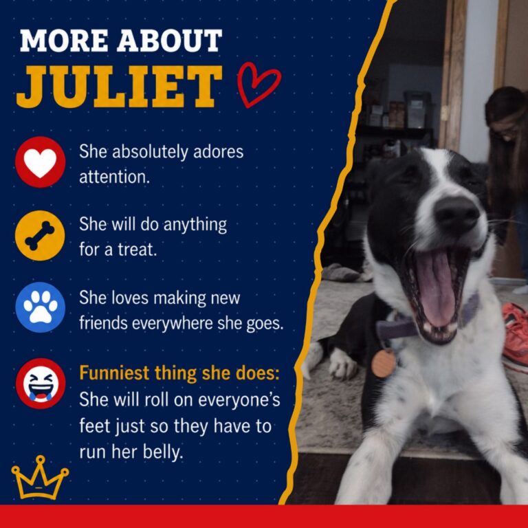 K9 Queen - Juliet 5