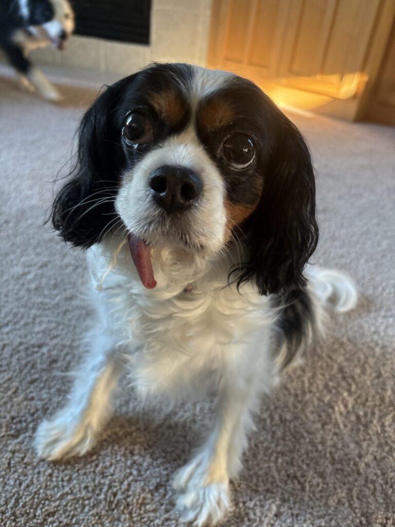 Lacey